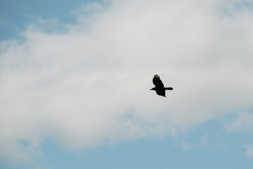 A majestic silhouette of a bird gracefully soaring through a vibrant blue sky lightly dotted with fluffy clouds