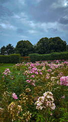 flowers in the garden