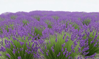 Obraz premium Scenic lavender field with purple flowers in bloom during the day