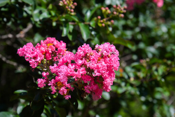 Pink Crape Myrtle Flowers (Lagerstroemia Indica) in Morning Dew, Capturing Natural Beauty for Use as a Wallpaper, Backdrop