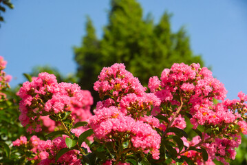 Obraz premium Lagerstroemia indica pink blossom in the garden on the blue sky background