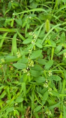 Euphorbia hypericifolia is a species of perennial herb in the genus Euphorbia