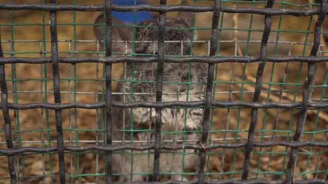 The Jerboa in a Cage