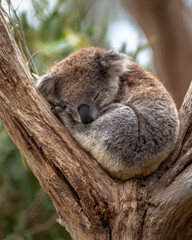 Obraz premium Koala Sleeping Curled Up on a Tree Trunk Isolated
