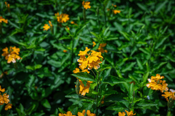 Orange Firecracker Crossandra Flower Green Plant