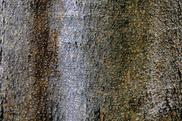 Old rough brown tree bark texture background