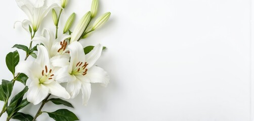 Elegant white lily flowers branch isolated on white background. Pure, fresh blossoms with green leaves and buds suitable for funeral, sympathy, or greeting cards.