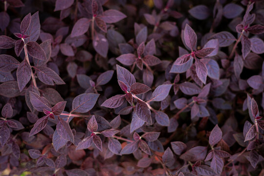 Dark red and purple leaves texture background