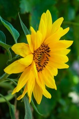 A stunning sunflower displays its bright yellow petals in full bloom, radiating warmth and beauty.