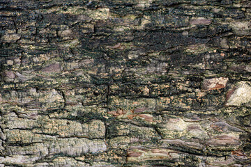 Rough cracked dark gray tree bark texture