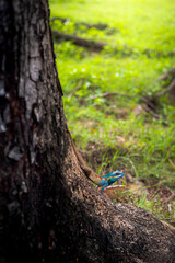 Colorful Blue Lizard Climbing Tree Trunk