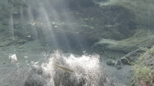 奇麗な湧き水とメダカ
