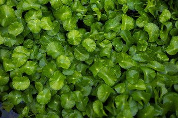 Abstract Green Centella Asiatica Foliage Texture