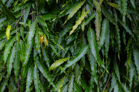 Dense Foliage of an Indian Mast Tree