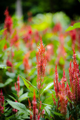 Red Spiky Celosia Flowers in a Garden