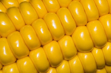 yellow corn background