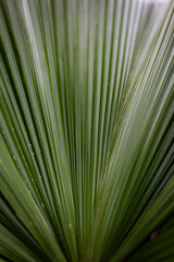 Detailed Green Palm Leaf Texture
