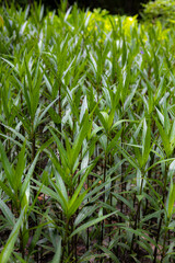 Field Of Green Tall Long Plants