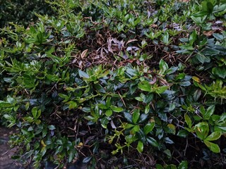 A detailed close-up of lush green shrubbery with small leaves, creating a dense natural texture.