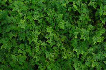Green Selaginella Kraussiana Plant Texture Background