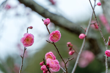 枝に咲く可憐な紅梅の花