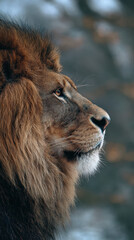 Lion Profile View Close-up