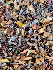 Autumnal Foliage Ground Texture