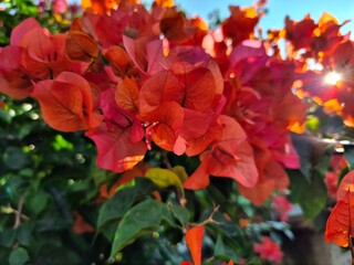 Obraz premium Orange Bougainvillea Flowers at Sunset