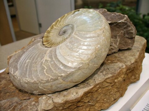 chert with a conchoidal fracture