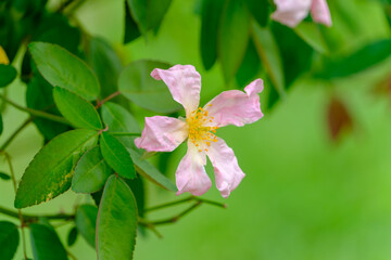 一重咲きのピンクのバラと緑の葉のクローズアップ