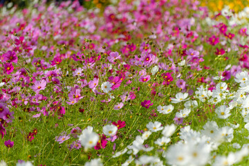 満開のコスモスが広がる秋の花畑