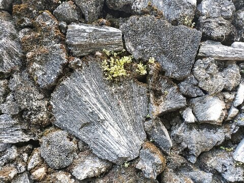 Natural abstract seashore background pattern with weathered coral and brown and yellow lichen
