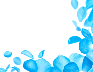 blue petals flying floating clipping path isolated on white or transparent background