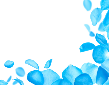 blue petals flying floating clipping path isolated on white or transparent background