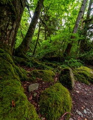 Lush forest floor covered in moss