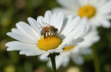 Close-up of honeybee on white daisy flower collecting nectar. This macro shot highlights bee intricate details and fuzzy body, gathering pollen. Pollinator in its natural habitat during springtime.