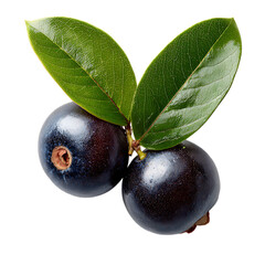 Amazon acai fruit with leaf png