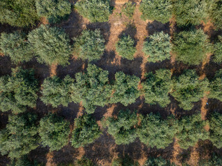 Aerial view of an olive grove with evenly spaced trees in neat rows. Traditional Mediterranean agricultural landscape, perfect for concepts of farming, food production, and sustainability