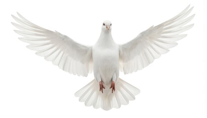 Obraz premium White dove in flight isolated on pure white background. Bird wings fully spread, feathers in delicate detail. Peace, freedom, purity, image evokes sense of tranquility, spirituality. Ideal for