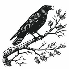 Fototapeta premium Raven perched on a pine branch