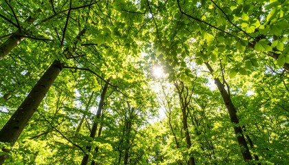 Obraz premium Tranquil low-angle perspective of a sunlit forest, with bright green leaves against the sky.