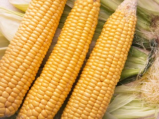 Fresh corn heads lie on corn leaves and corn silk on the table after cleaning, close-up. Preparing corn for cooking. Natural food, healthy nutrition, yellow kernels, organic vegetable