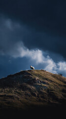 Lonely Sheep on Hilltop Dramatic Light