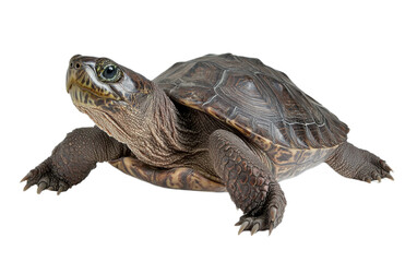 Obraz premium Bellinger River Snapping Turtle isolated on white background, png