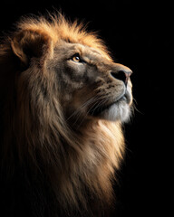 Fototapeta premium Male Lion with a Large Mane Isolated on a Plain Background