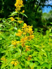 Close-up of yellow wildflowers in a summer garden