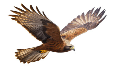 Fototapeta premium Bird of prey Black kite isolated on white background, png