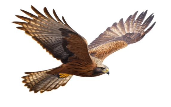Bird of prey Black kite isolated on white background, png