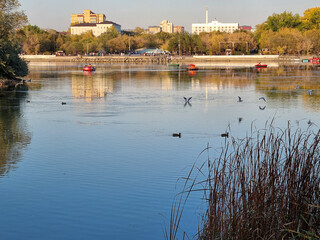 Photo capturing a lively city park pond with ducks swimming and seagulls flying above. People enjoy boating on paddle boats and rowboats while tall residential buildings form the distant urban
