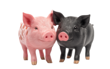 Black and spotted pink pig isolated on white background, png